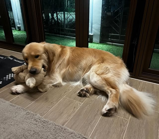 ✨03.03.2026✨
IG Post : gold_denn Update (2/2)

" เน่าๆของโกลเด้นน 🐻 #goldenretriever "

#gold_denn
#ohmpawat #ยิ้ม5พันของโอมภวัต