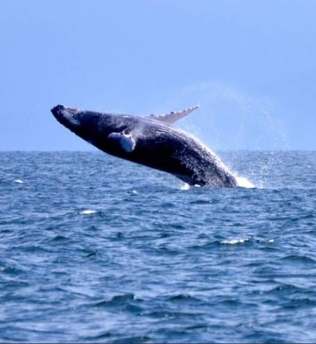 Alex Hasbun tweet media