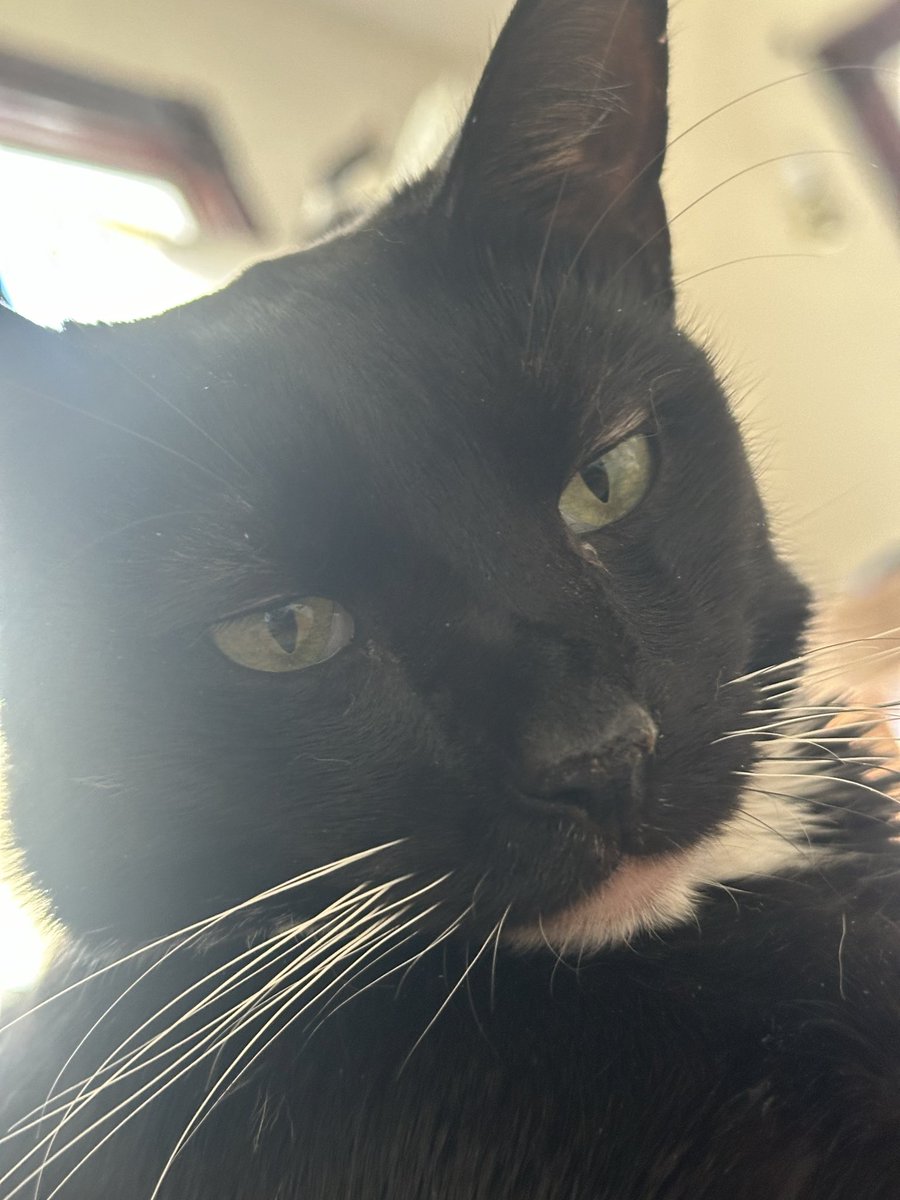dovethedivine's tweet photo. We got a donation!!! Thank you so much ❤️ $290 away from our next milestone goal!! #SaveMango❤️ https://t.co/neqDhsMCSY