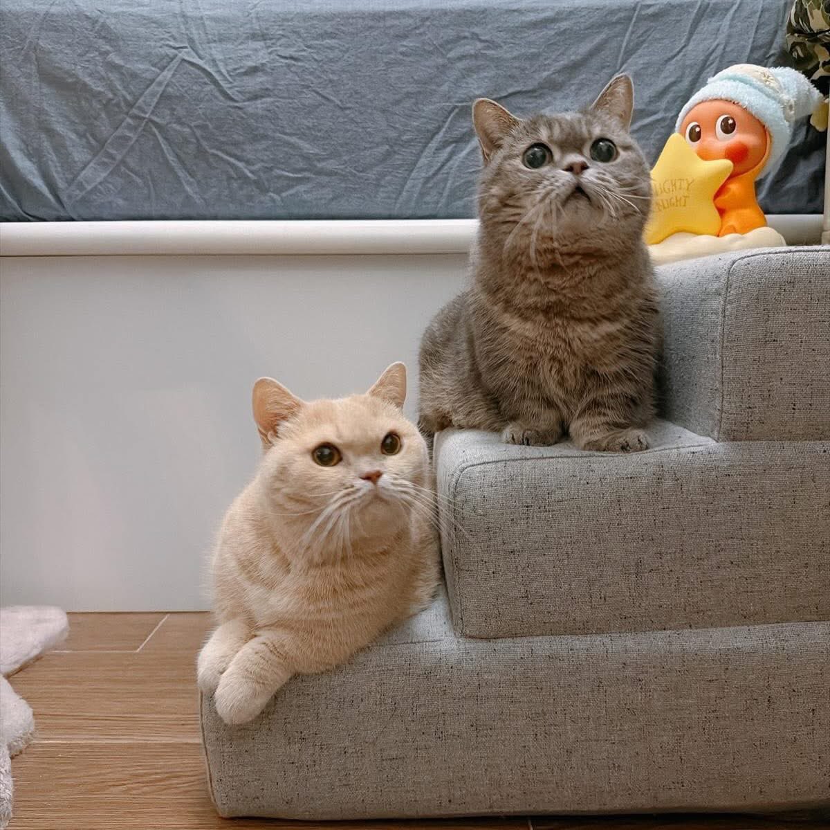 i_am_littlemilo's tweet photo. ฅ(⌯͒• ɪ •⌯͒)ฅ＆ฅ(⌯͒•·̫•⌯͒)ฅ
♡⃛♡⃛♡⃛𝕃𝕚𝕥𝕥𝕝𝕖 𝕒𝕟𝕕 𝕄𝕚𝕝𝕠♡⃛♡⃛♡⃛

#LittleMilo #littlemilo  #munchkin #neko #meow

Instagram: https://t.co/g5pTnxOMak
Facebook: https://t.co/bz80vZc6nU
X: https://t.co/Xe8oParT1A
Threads: https://t.co/eSD2pp7m5x https://t.co/fw0QA9wEu6