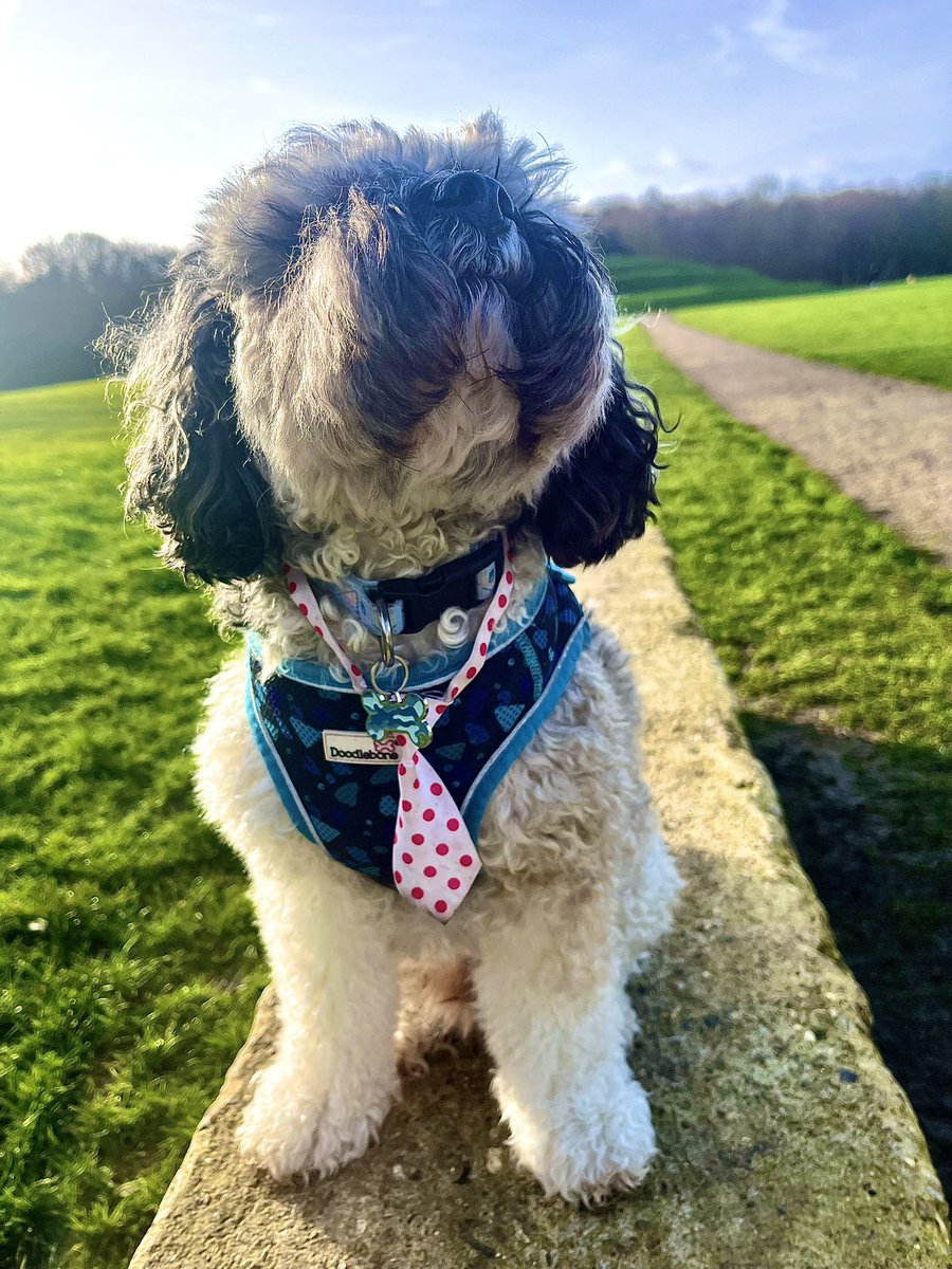 Malcolm & Baby Dog tweet media