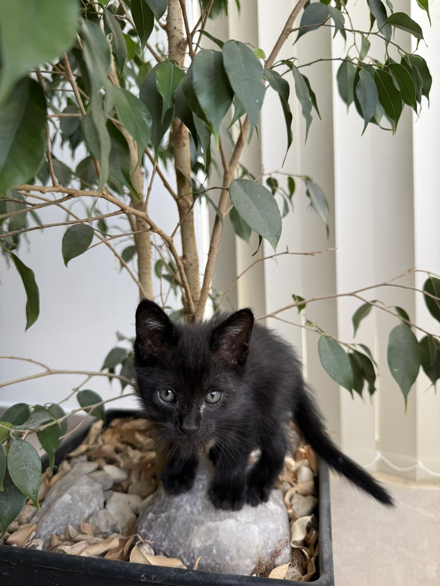 Siempre soñe con tener un gatito negro, pero no me imagine que tan hermoso 🥹