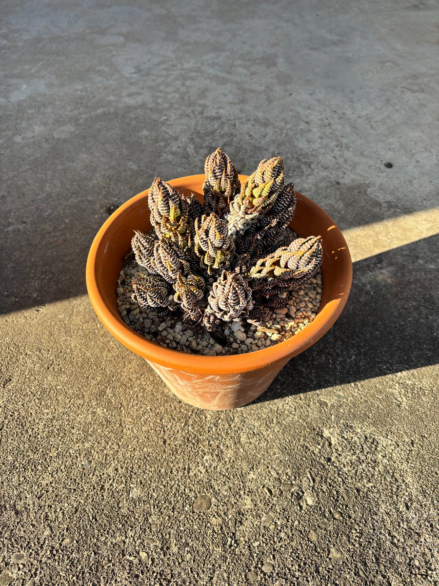 horombense's tweet photo. 左が11月上旬、右が2月下旬の撮影です
光の加減で分かりづらいですが、葉っぱが紅葉しています🍁
#十二の爪 #多肉植物 https://t.co/CRGfzRSX32