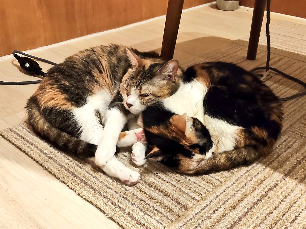 三毛団子 ウメちゃんとモカちゃんの、デリケートで騒がしいのが苦手な