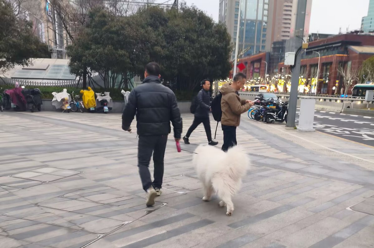 xiaotutu50's tweet photo. 上海的元宵节没什么氛围啊
出去逛了一圈啥帅哥也没碰到
只看到一只可爱的萨摩亚
是因为是工作日吗 https://t.co/MNeGZLT5HO