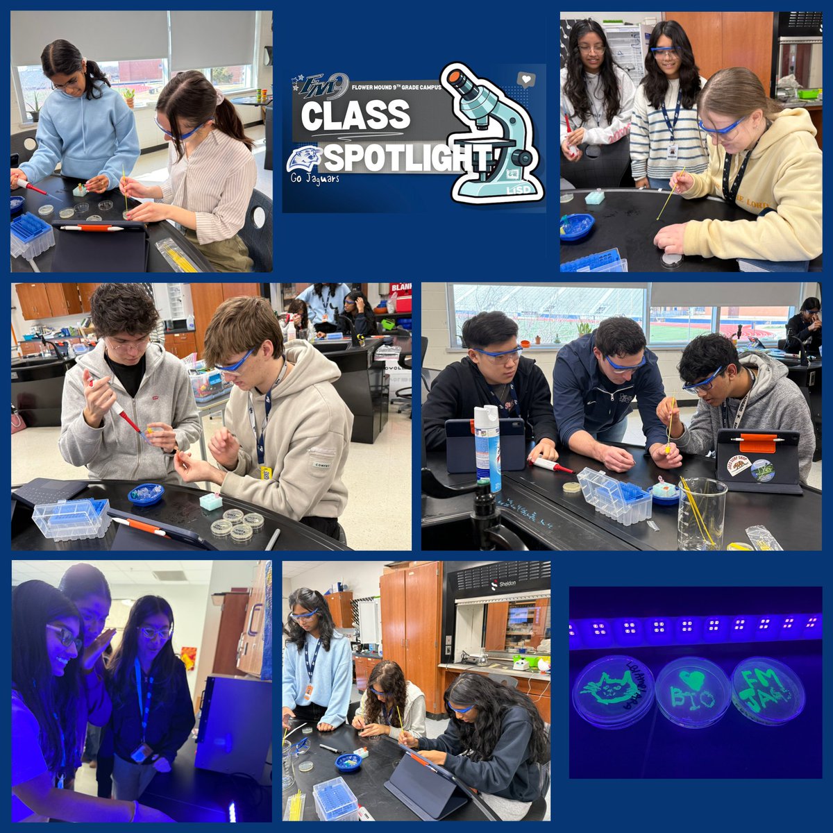 FMHS9's tweet photo. 🧬Making GMOs ... OMG!!!   AP Bio classes working on bacterial transformation. Students took an engineered DNA that included a gene from a jellyfish and our bacteria took up the DNA and now they GLOW!!!🔬 #APBio #ShineAtFM9 #OneLISD @FlowerMoundHS https://t.co/lUCCIQIyd5