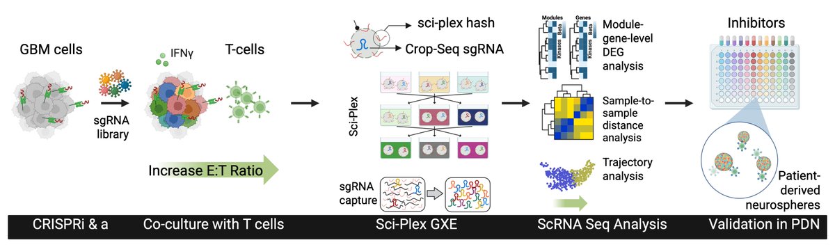 Lingting Shi tweet media