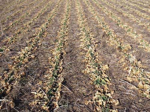 K-State Agronomy tweet media