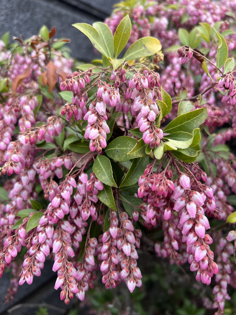 ご近所に、見事な馬酔木の花が咲くお宅があって、毎年、この時期が楽しみ！