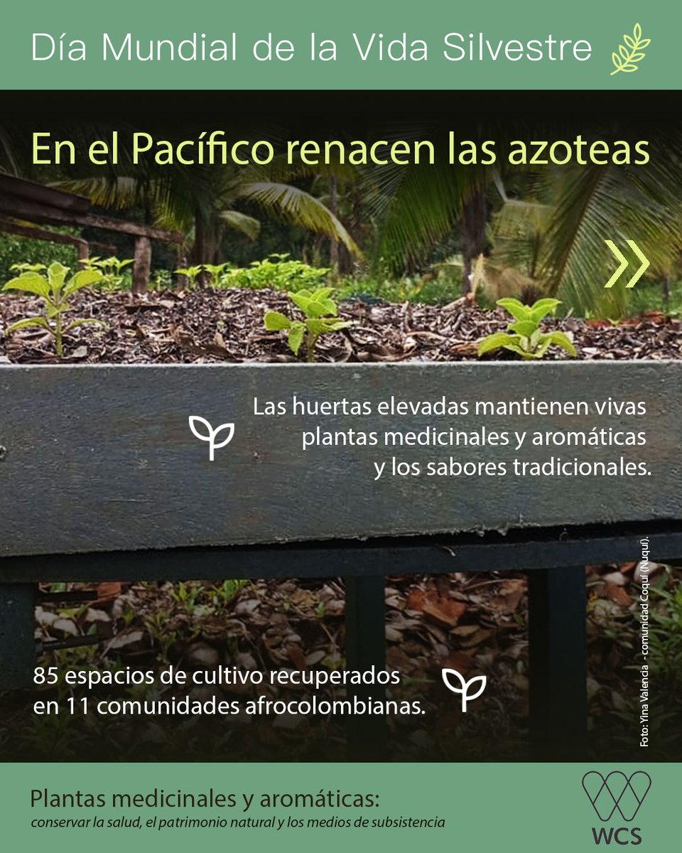 WCS Colombia 💚 tweet media