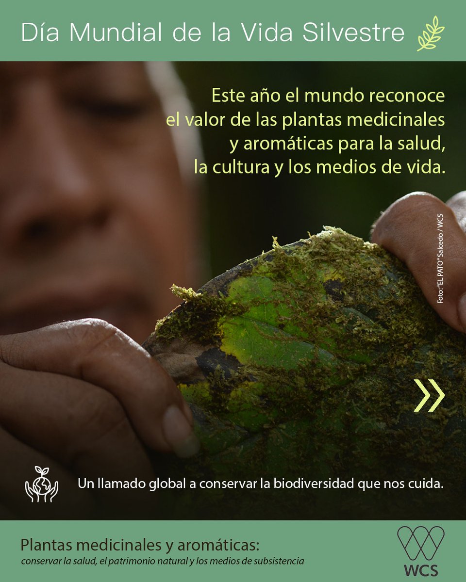 WCS Colombia 💚 tweet media