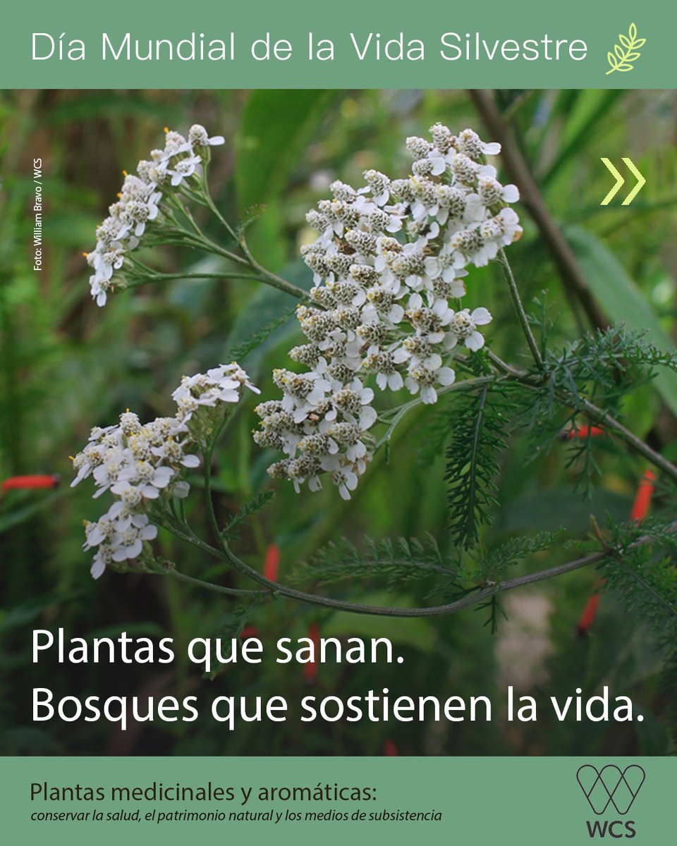 WCS Colombia 💚 tweet media