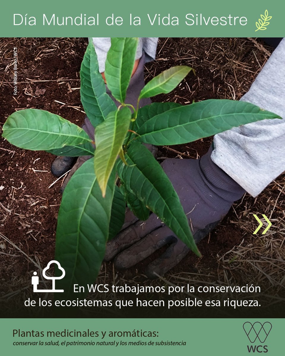 WCS Colombia 💚 tweet media