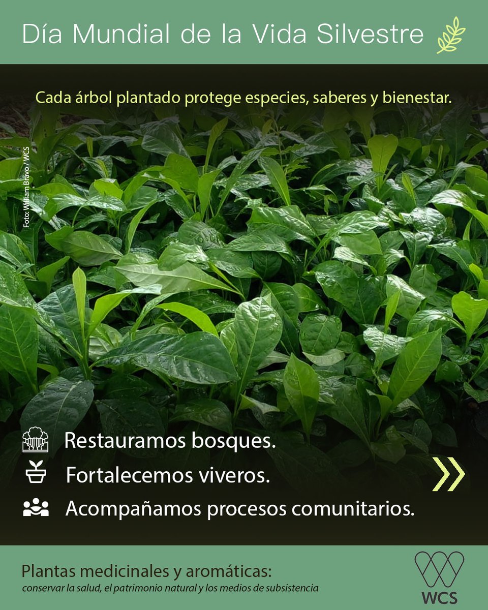 WCS Colombia 💚 tweet media