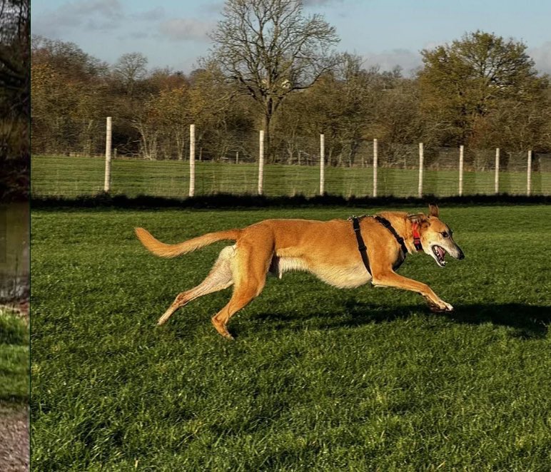 karen73984451's tweet photo. #rehomehour
Plz RT and help super duper #Ralphy find a loving home #TeamZay @LurcherSOS https://t.co/fk2zwSZWNo