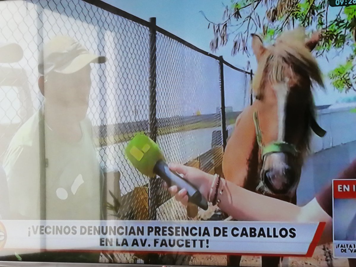 Este señor deja sus caballos amarrados en la avenida Faucett para coman pasto 🙄. Según testigos deja a los animales por horas y ya van varios meses. No es conciente del maltrato animal ¿Cómo es posible que nadie lo haya detenido antes?

Marisel Linares Adrián Villar San Isidro
