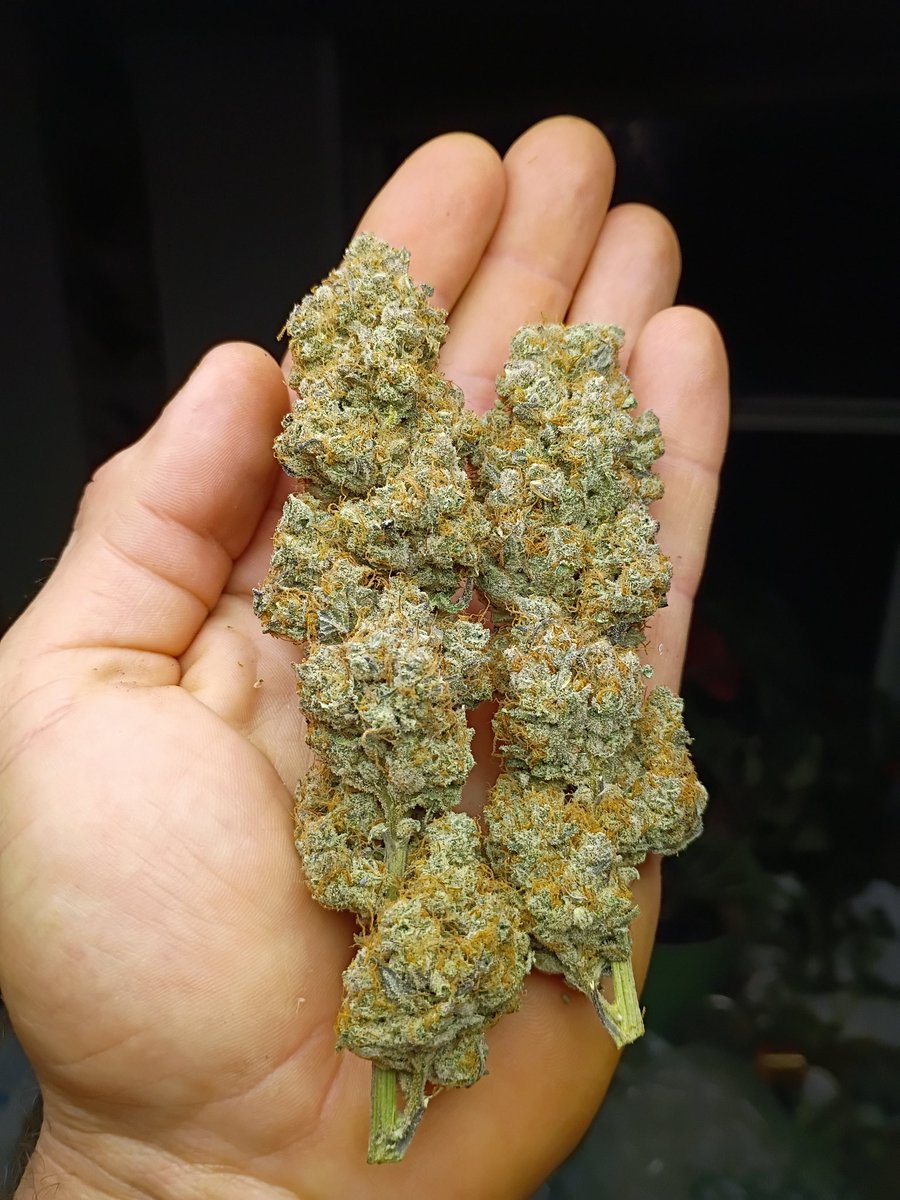 What's everybody blazing on today? 
Pulse for me, and boy is it good. Old school heavy eyes, hungry, cotton mouth buzz.
🙂💚🤙