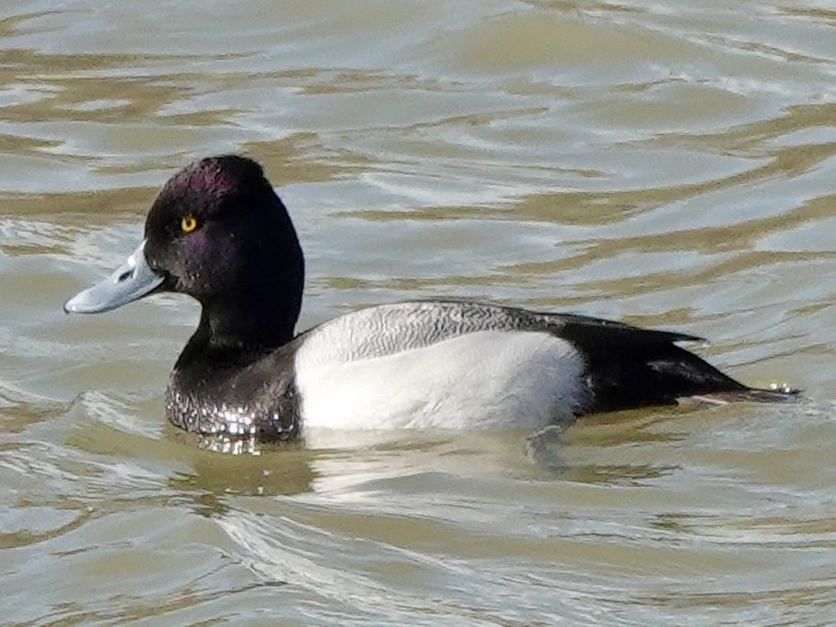 Sharon Wood (nee Loose) tweet media