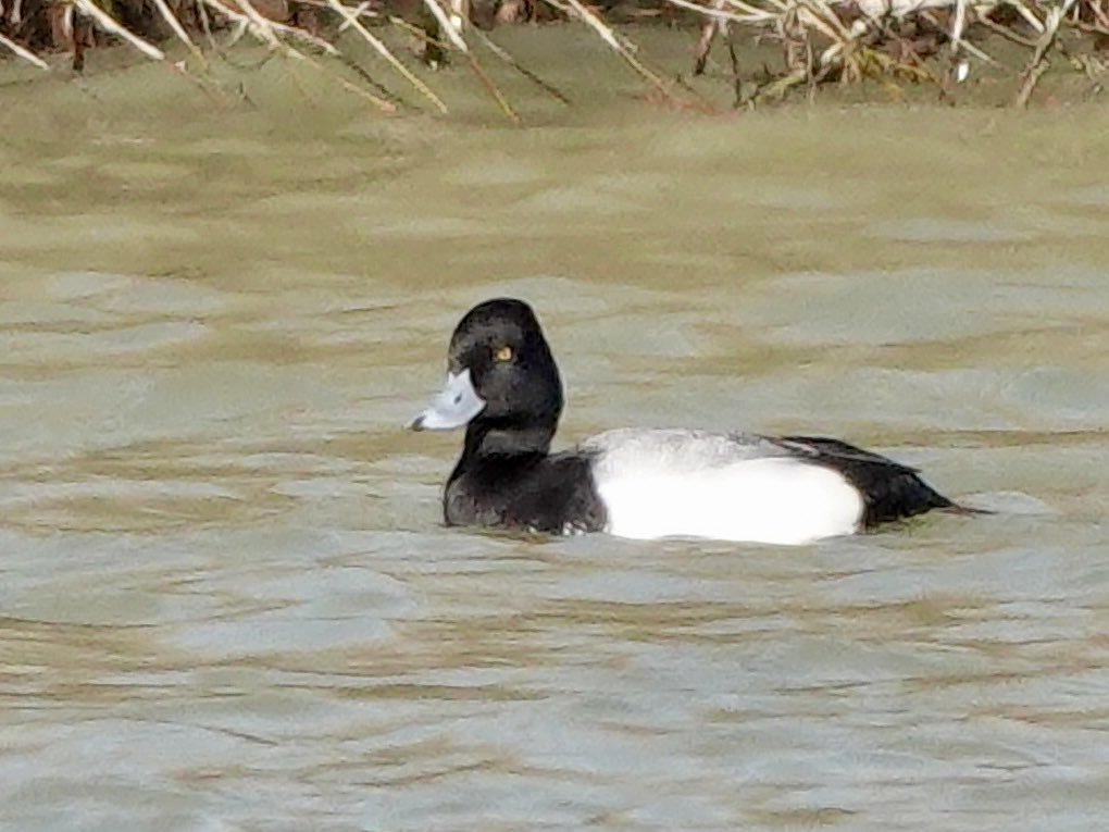 Sharon Wood (nee Loose) tweet media