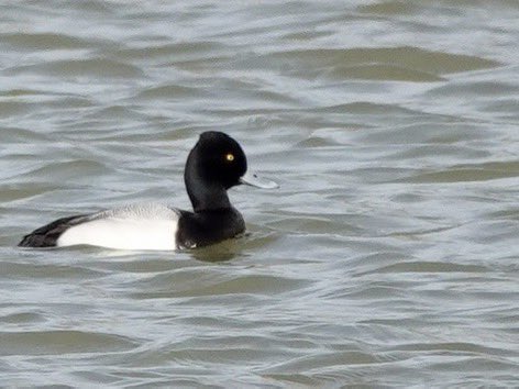 Sharon Wood (nee Loose) tweet media