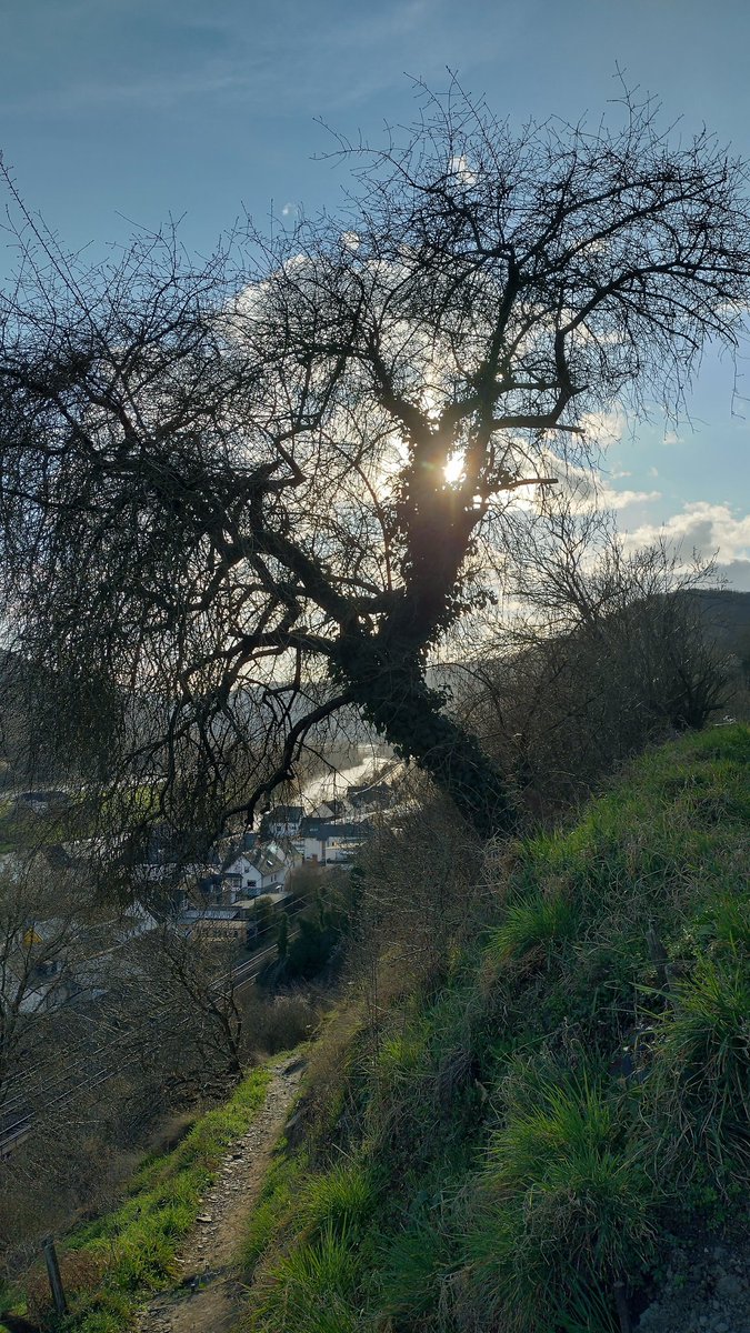 StephaneNature's tweet photo. I wish a great #thicktrunktuesday evening to all peaceful, empathetic nature lovers🌳🚵‍♂️🏕️
#Trees #Nature #TreeRide  #Treewalk 👫 https://t.co/wkI27lSKAZ