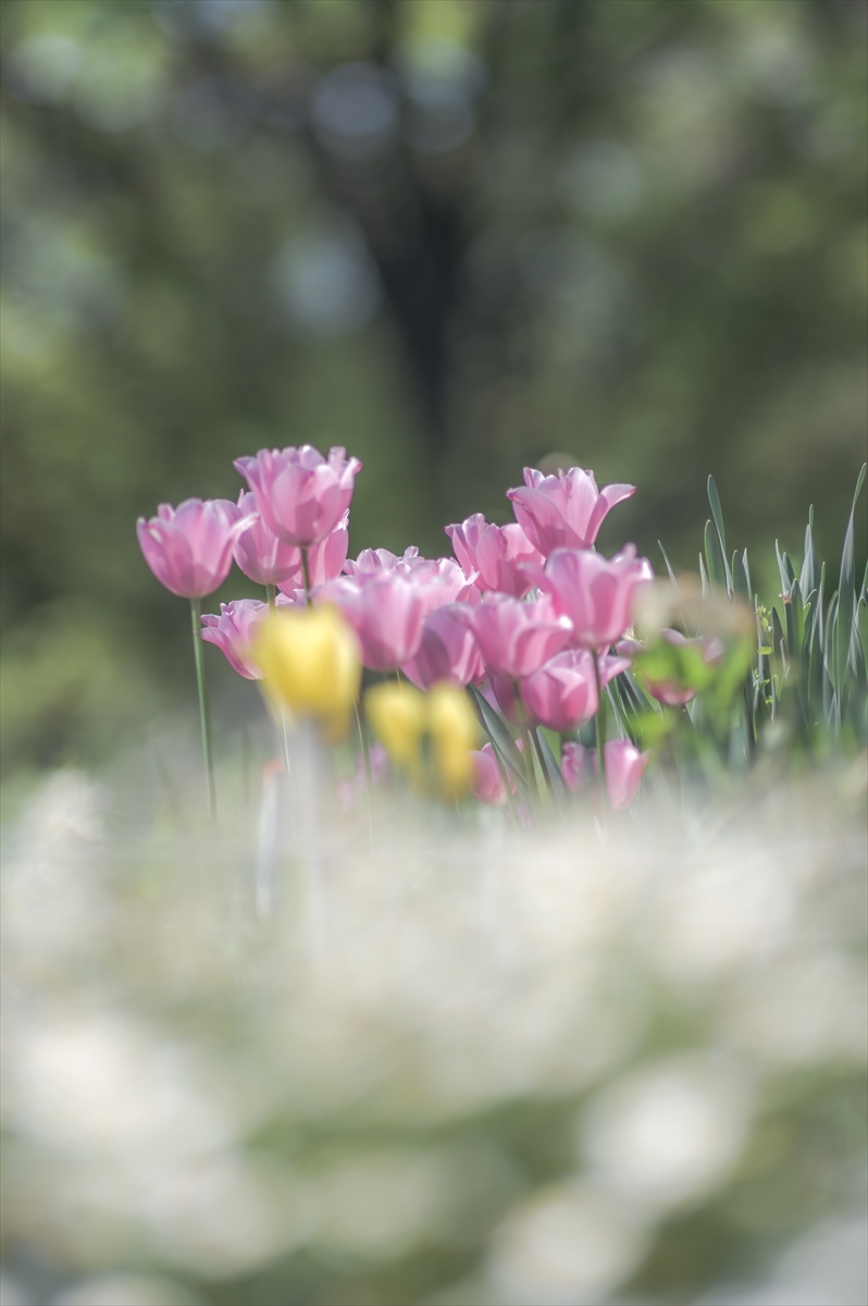 ピクピク-Photo tweet media