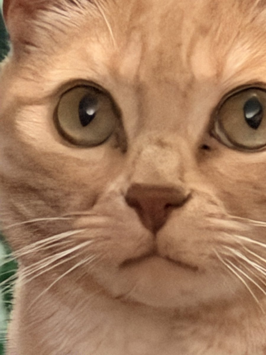 ry, that racc guy tweet media