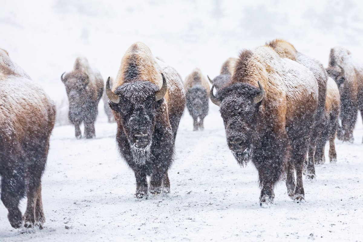 ynpforever tweet media