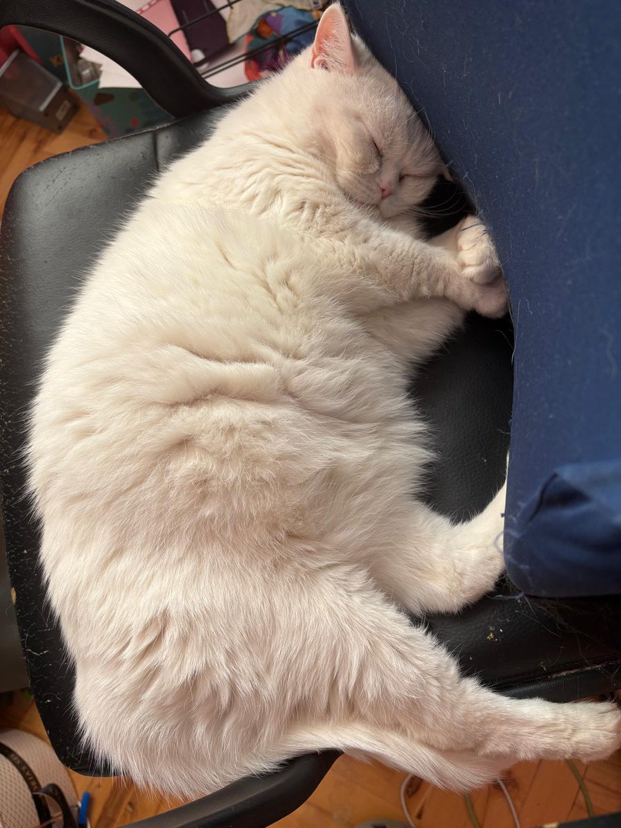 Ailesi bildiği insanlar tarafından barınağa verilirken kurtarılıyor. 
Kısır, erkek, 2.5 yaşında
Hiç bir sağlık sorunu yok
Temas bağımlısı
Ankara içi yuva arıyor. 
İstanbul'da yuva bulursa buraya da getirebilirlermiş.
Takip şartı ile sahiplendirilecek. 
İletişim: 0533 657 18 31