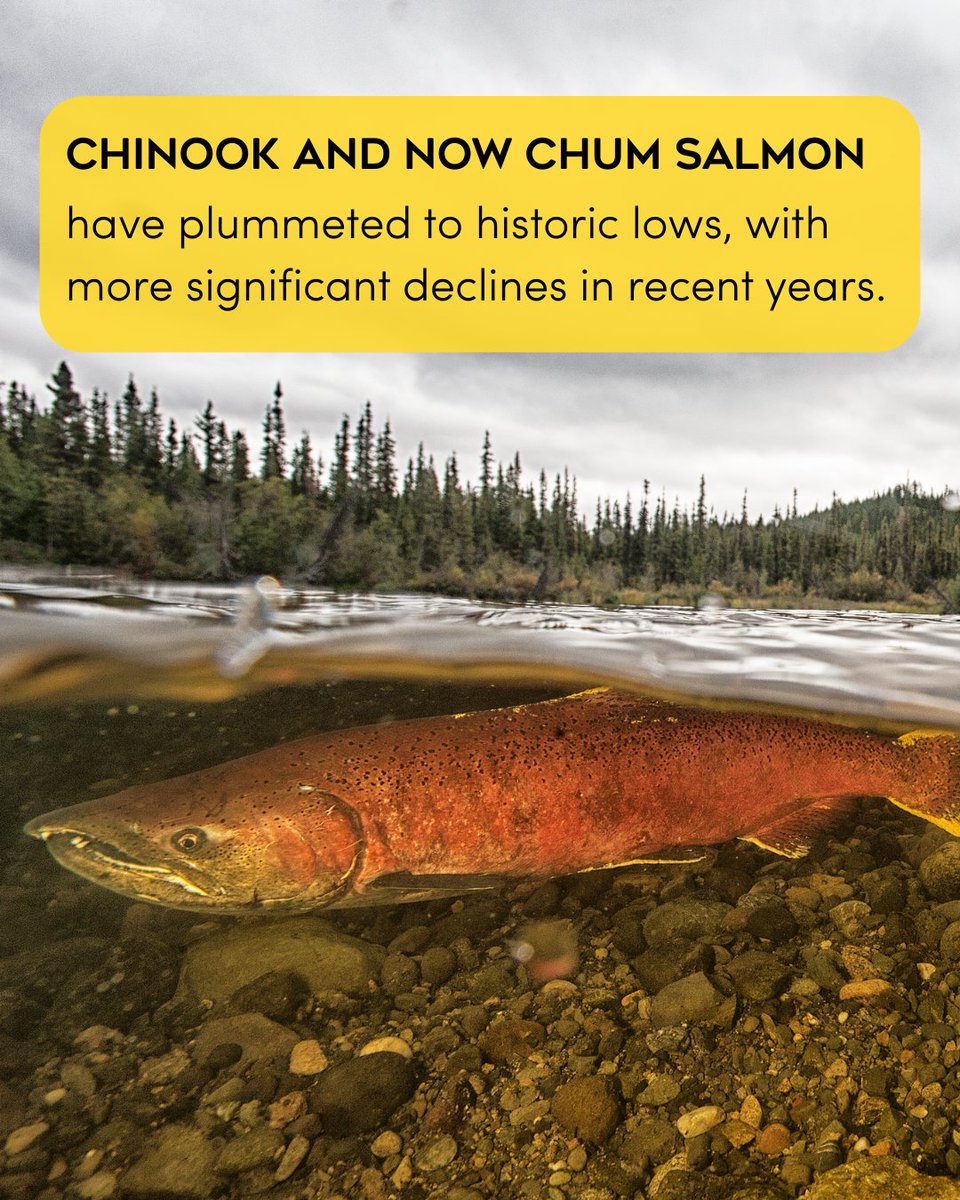 PACIFIC SALMON FOUNDATION tweet media