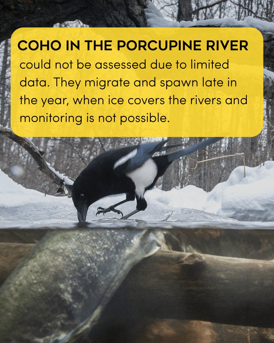 PACIFIC SALMON FOUNDATION tweet media