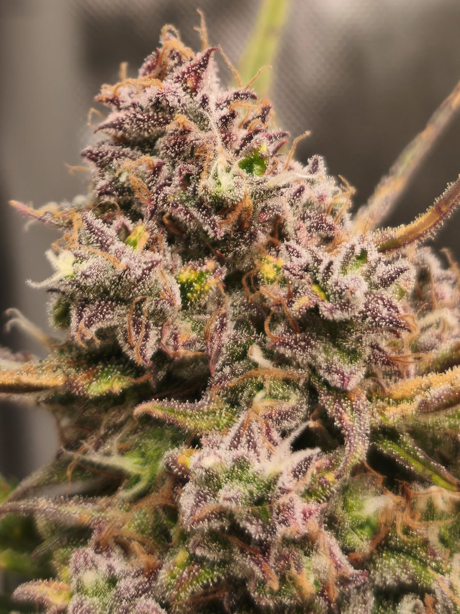 GrowAutoflowers's tweet photo. Day 79 🍓🦍💪💚
Strawberry Gorilla Auto @Fast_Buds 
#growvlogs #fastbuds #growautoflowers #fastbudsgenetics #acinfinity #organic #strawberrygorilla #growvlogz @AcInfinityInc @biobizzwwo https://t.co/93UlnKRjPX