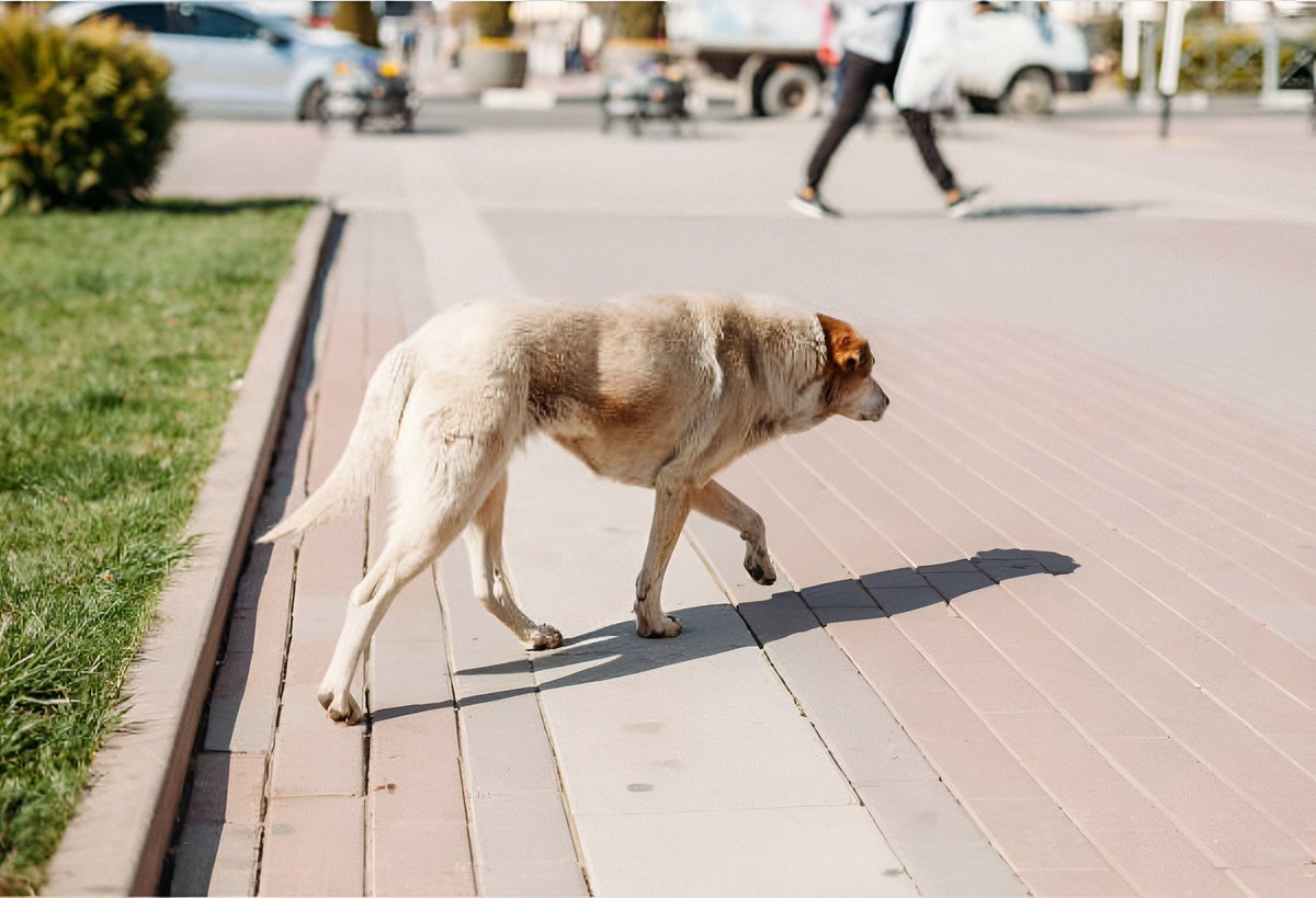 Perros abandonados vagan por la ciudad luchando por sobrevivir, convertidos en fantasmas invisibles para quienes los ven como simples sombras.
