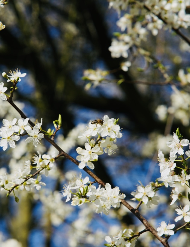 Liverpool Parks tweet media