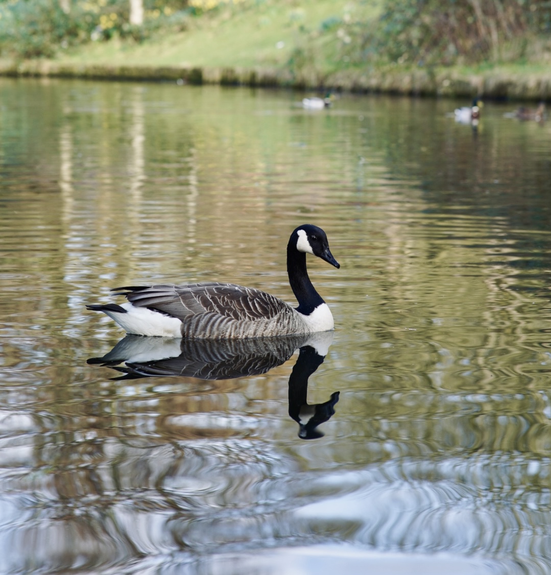 Liverpool Parks tweet media