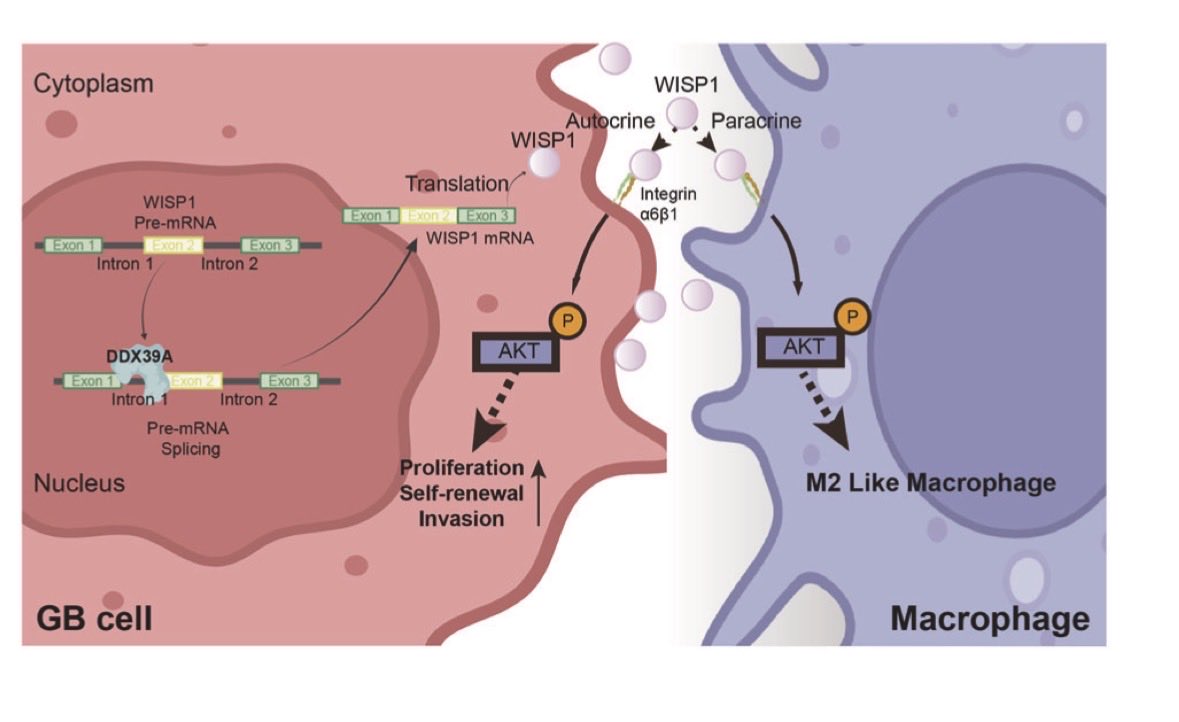 Oncogene Journal tweet media