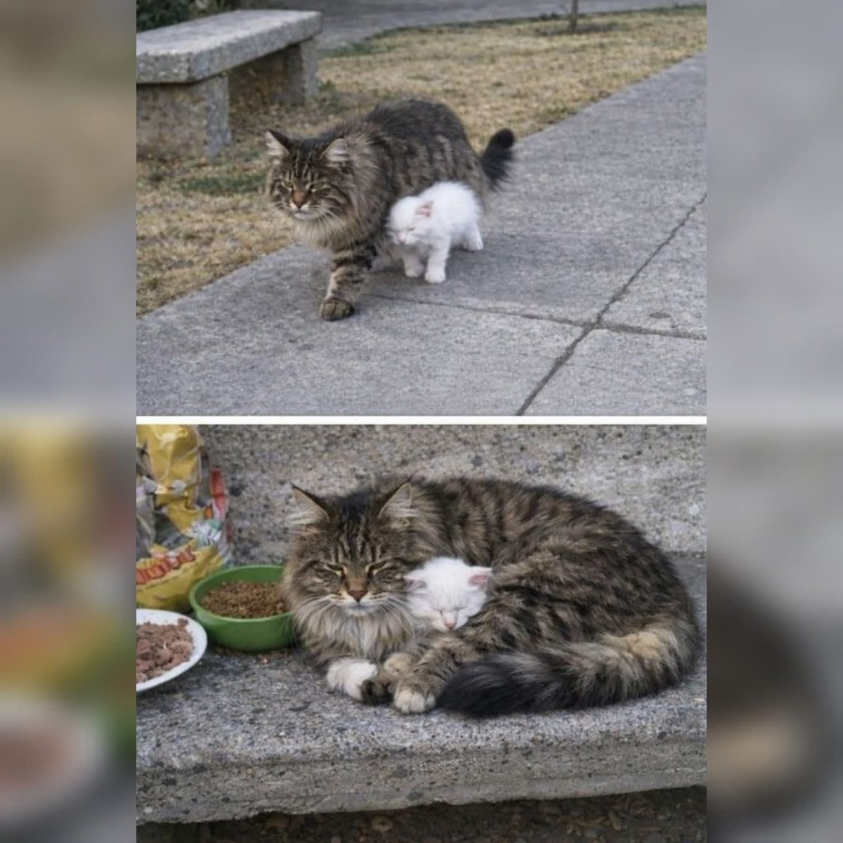 alainpaulweber's tweet photo. « Dans un petit parc de quartier, il y a un énorme Maine Coon que tout le monde appelle Capitán.
Depuis cinq ans, il règne sur ce petit coin de verdure comme un roi discret. Ni agressif. Ni bruyant. Juste constant. Observant depuis son banc préféré, tel un doux gardien du quartier.
Puis un jour, un minuscule chaton blanc est apparu.
Il était magnifique. Fragile. Et quelque chose n’allait pas.
Il se cognait contre les bancs. Les jardinières. Les trottoirs.
Il ne sursautait pas aux mouvements brusques. Il ne suivait pas les sons comme le font les chatons.
Il n’a pas fallu longtemps aux voisins pour comprendre la vérité.
Le chaton était aveugle.
Dehors, seul, il n’aurait pas survécu longtemps.
Mais il ne resta pas seul bien longtemps.
Car Capitán l’avait remarqué.
À partir de ce jour, le grand Maine Coon ne quitta plus son côté. Il commença à marcher légèrement devant lui, ralentissant ses longues foulées puissantes pour que le chaton puisse frôler son épaisse fourrure et le suivre. Comme une corde-guide vivante.
Quand les voisins déposaient de la nourriture, Capitán le poussait doucement vers les bols. Lorsqu’ils traversaient le trottoir, il ajustait son allure. Quand ils se reposaient sur leur banc favori, Capitán enroulait son immense corps autour du chaton comme un bouclier.
Et quand il pleuvait ?
Il s’assurait d’abord que le chaton était bien à l’abri sous la jardinière.
Ce n’est qu’ensuite qu’il venait se blottir à ses côtés.
Un vétérinaire du quartier confirma plus tard la vérité : le petit était né aveugle. Elle expliqua que sans Capitán, il n’aurait même pas survécu une semaine dehors. Il n’aurait pas trouvé de nourriture. Il n’aurait pas évité les dangers.
Certains voisins proposèrent d’adopter le chaton.
Mais chaque fois qu’on essayait de les séparer, les deux chats miaulaient sans fin.
Alors la communauté prit une décision.
Les laisser ensemble.
Aujourd’hui, leurs bols sont côte à côte. Le quartier veille sur eux chaque jour. Et Capitán marche toujours juste devant, avec une petite ombre blanche frôlant sa fourrure.
Car parfois, la famille ne dépend pas de nos origines.
Parfois, elle est faite de celui qui ralentit pour nous.
Qui nous protège.
Qui choisit de nous guider lorsque nous ne pouvons pas voir le chemin.
Et parfois…
les cœurs les plus forts portent de la fourrure. »
