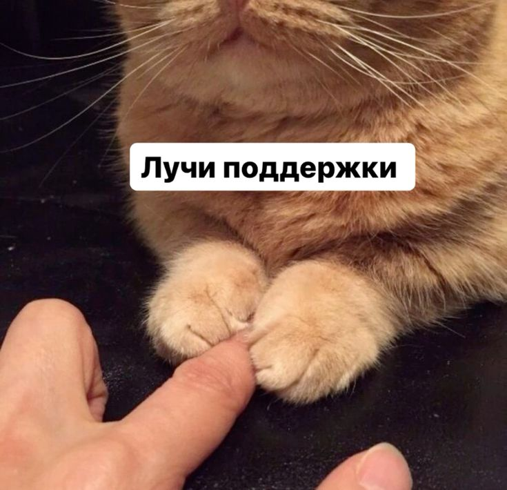 Liostry.dm tweet media