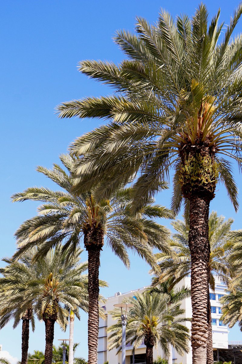 Florida Atlantic University tweet media