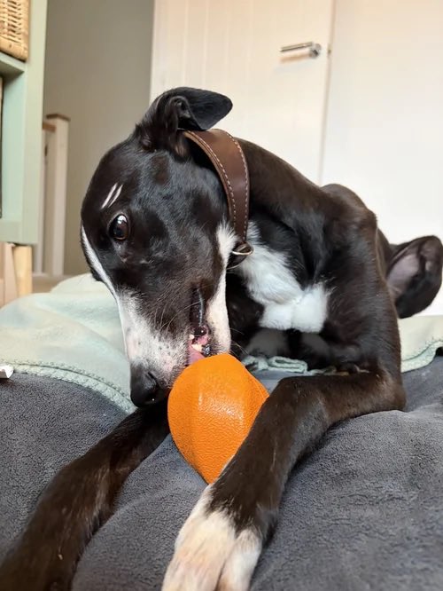 Lurcher SOS 🐾🐾 tweet media