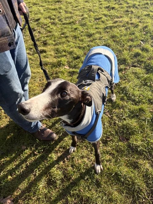 Lurcher SOS 🐾🐾 tweet media