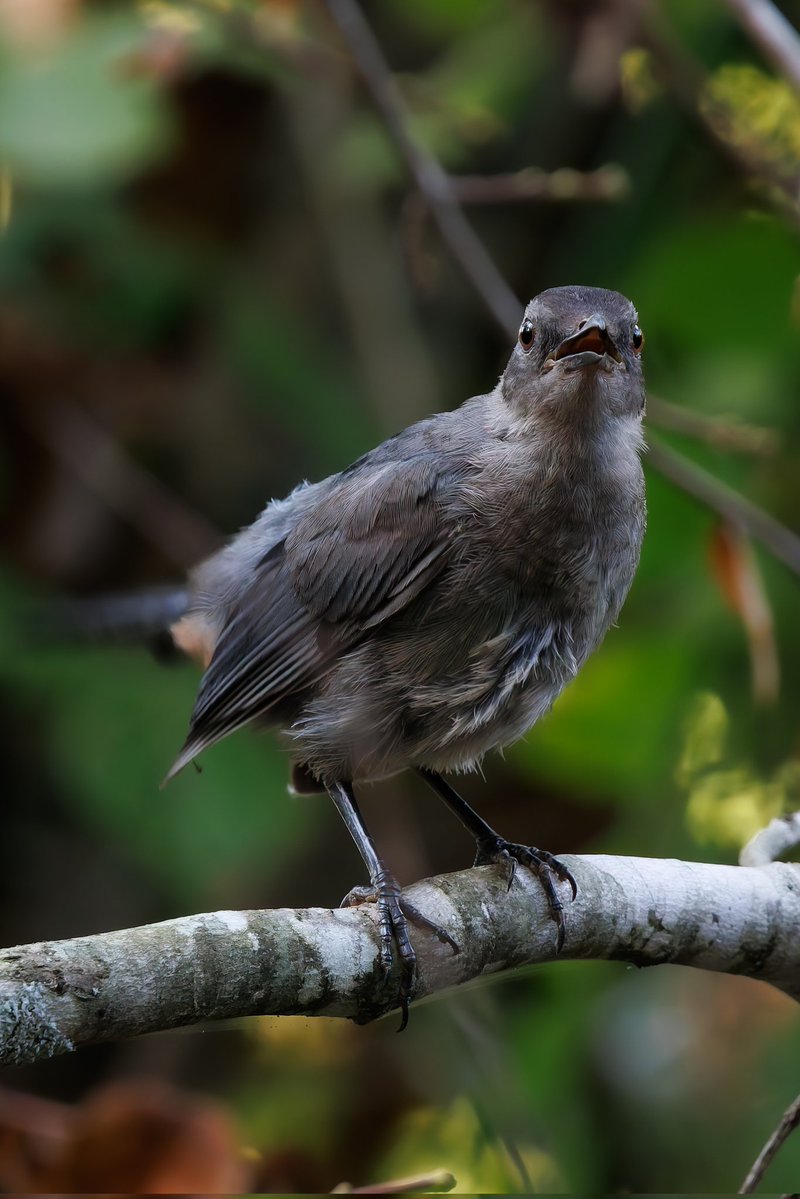 Avian Stalker tweet media