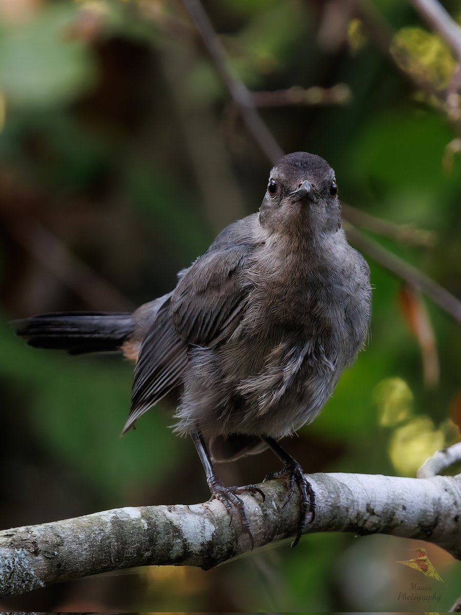 Avian Stalker tweet media