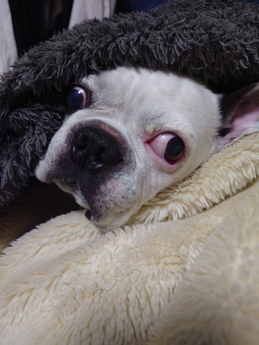 やまちゃんトルツメ (@yamayama0316) / Posts / X