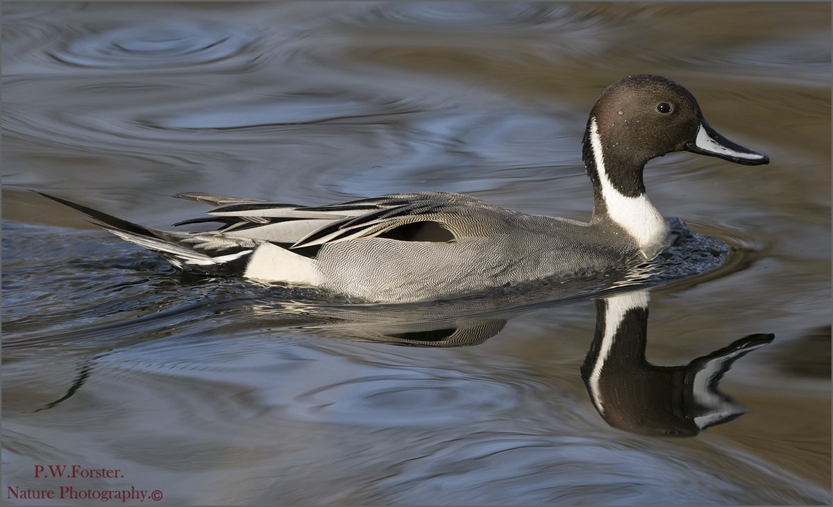paul230156's tweet photo. Male Pintail from Albert Park recently with nice light
@teesbirds1
@clevelandbirds
@YWT_North
@YorksWildlife
@NTBirdClub
@wildlifemag01
@YorkBirding
#Nikon
@birds
#goosander
@BirdWatchingMag
@wildfowl
@DurhamBirdClub
@_BTO https://t.co/0f2t4fRwaG