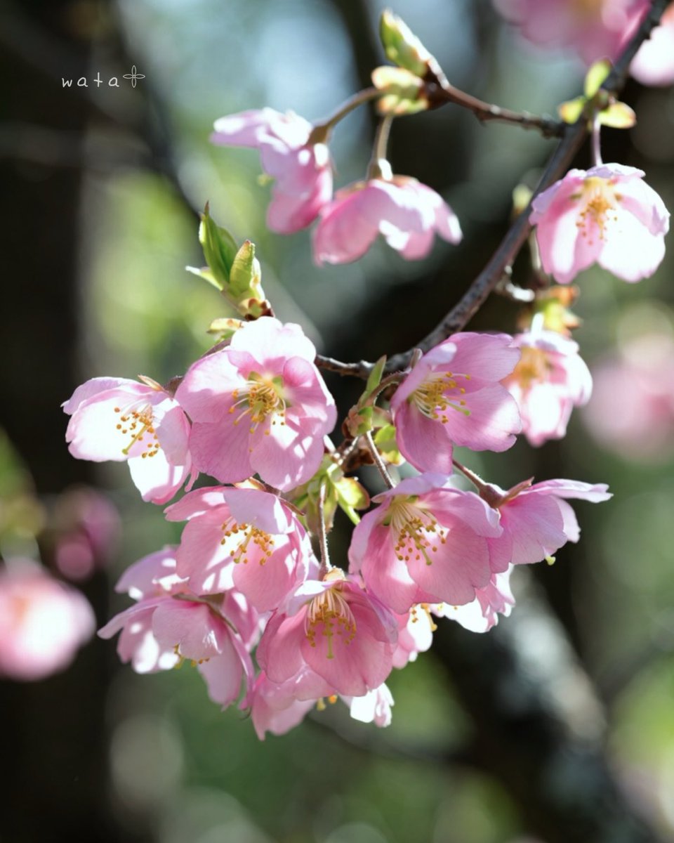 wata◌𓂃𓈒◌𓇬 tweet media