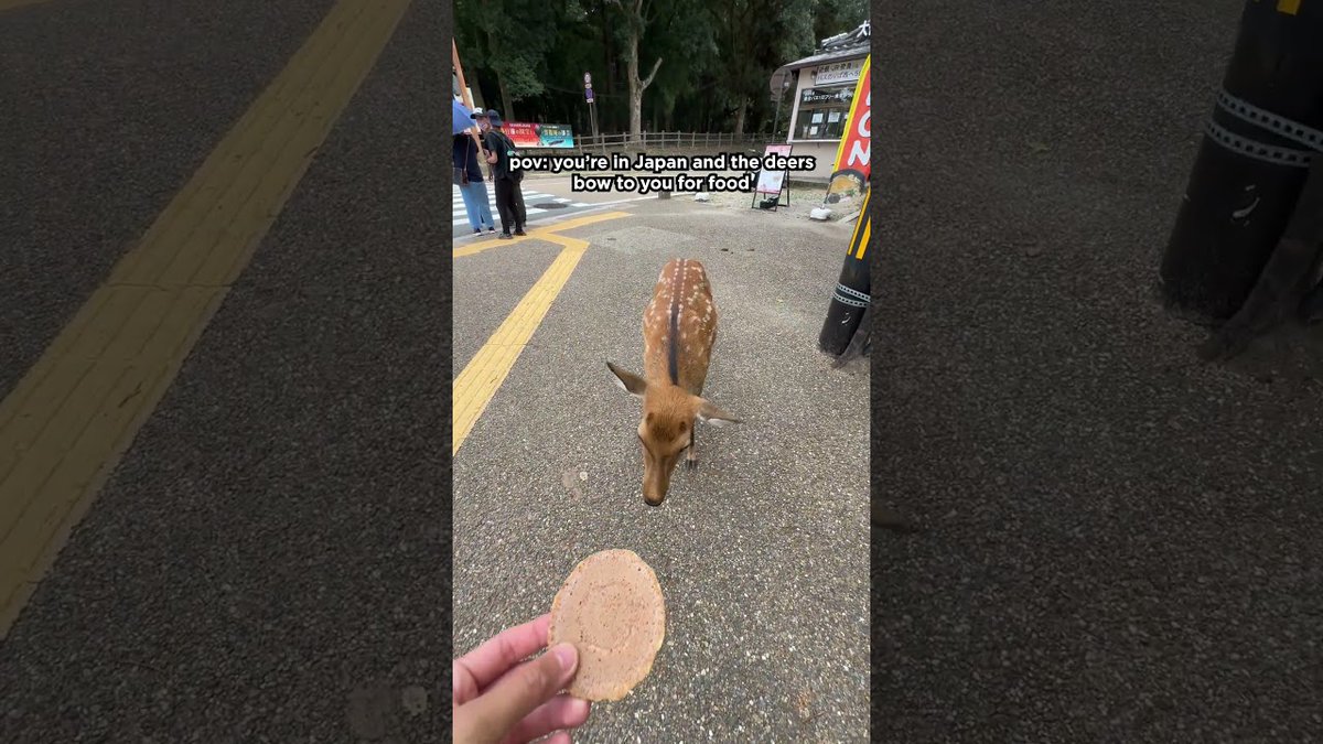 alojapan's tweet image. #Deers bow to you for food in ##Japan
 
alojapan.com/1459545/deers-…
 
#Activity #Animials #BowingDeerJapan #Deer #DeerParkJapan