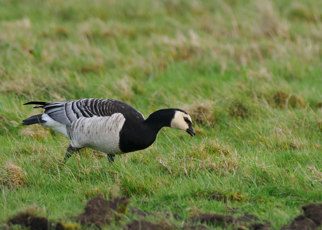 Seasalter birder tweet media