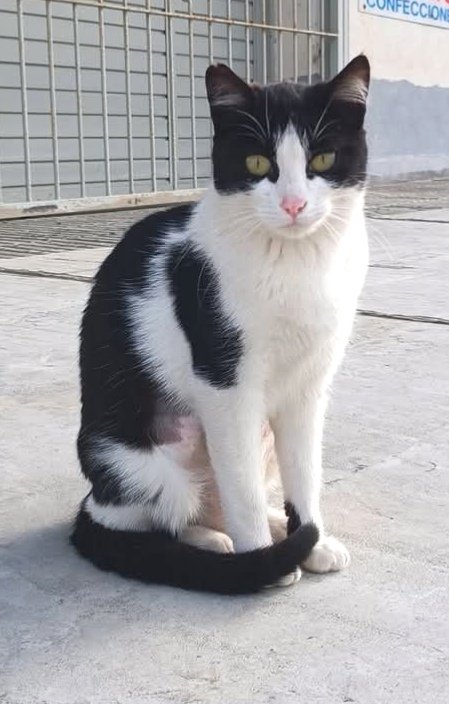 Animals del Maresme 🐾 tweet media