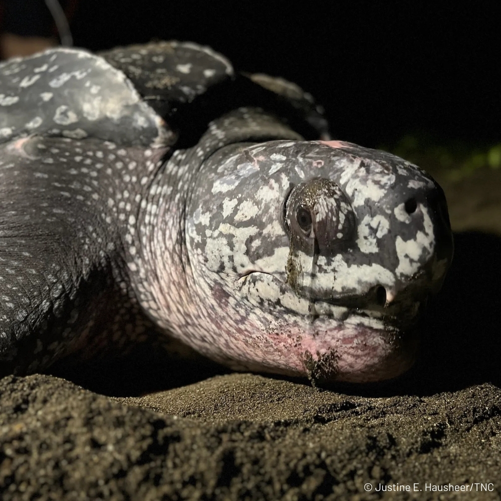 The Nature Conservancy tweet media